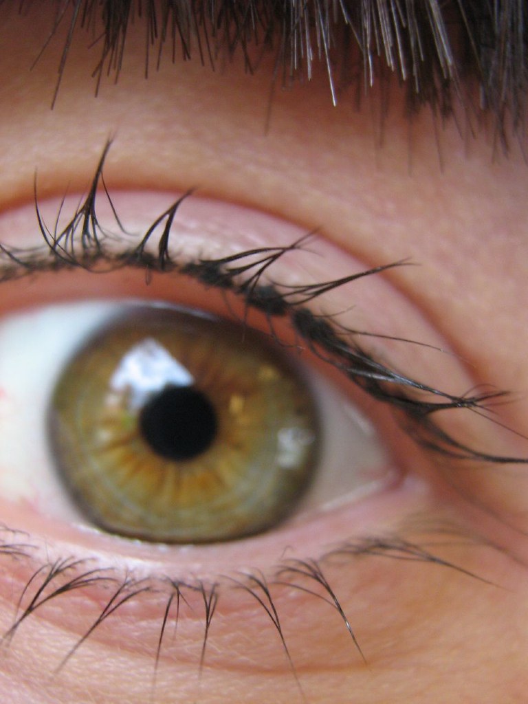 Close view of a styled eye and lashes